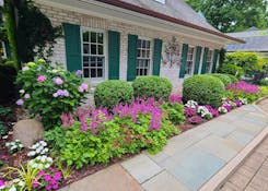 Residential landscaping - mixture of perennials and annuals