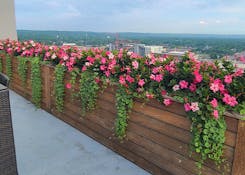 Commercial landscaping - annuals