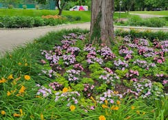 Commercial landscaping