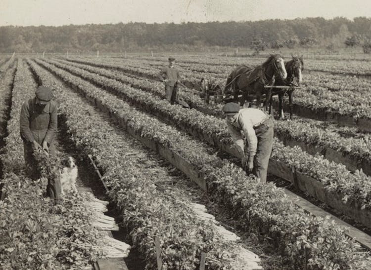 Workers tend to long rows of plants and flowers, while a horse-drawn carriage looks on