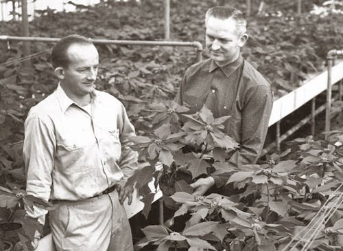 Jacob and James VanderSalm handle a bowl of poinsettias in the greenhouse