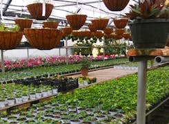 Outdoor flowers and plants on display in our spacious greenhouse